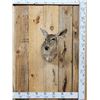 Image 1 : Nice Whitetail Doe Shoulder Mount Taxidermy