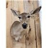 Image 2 : Nice Whitetail Doe Shoulder Mount Taxidermy
