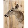 Image 3 : Nice Whitetail Doe Shoulder Mount Taxidermy