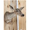 Image 4 : Nice Whitetail Doe Shoulder Mount Taxidermy