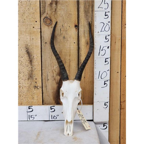 Juvenile African Blesbok Skull Taxidermy