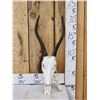 Image 1 : Juvenile African Blesbok Skull Taxidermy