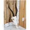 Image 3 : Juvenile African Blesbok Skull Taxidermy
