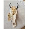 Image 4 : Juvenile African Blesbok Skull Taxidermy