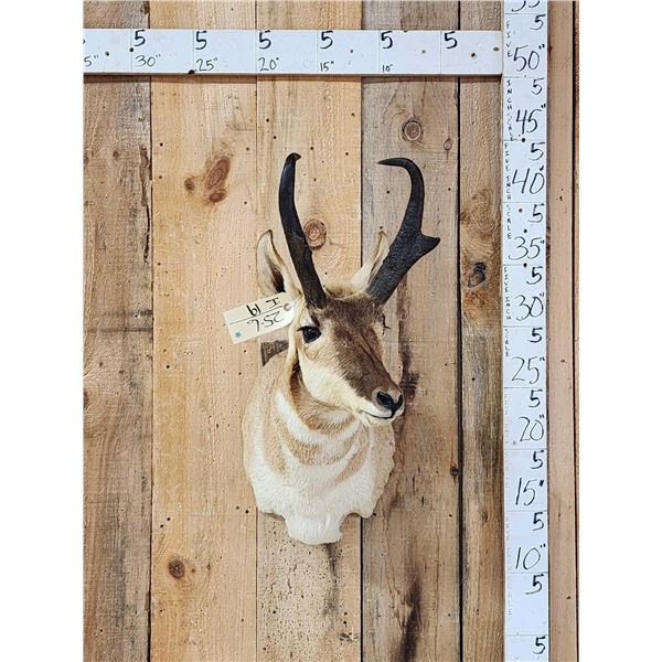 Pronghorn Antelope Shoulder Mount Taxidermy