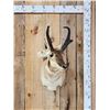 Image 1 : Pronghorn Antelope Shoulder Mount Taxidermy