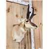 Image 2 : Pronghorn Antelope Shoulder Mount Taxidermy