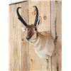 Image 3 : Pronghorn Antelope Shoulder Mount Taxidermy