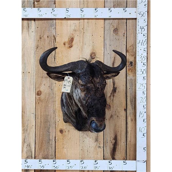 African Blue Wildebeest Shoulder Mount Taxidermy