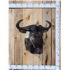 Image 1 : African Blue Wildebeest Shoulder Mount Taxidermy