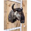 Image 2 : African Blue Wildebeest Shoulder Mount Taxidermy