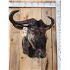 Image 3 : African Blue Wildebeest Shoulder Mount Taxidermy