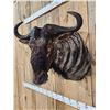 Image 4 : African Blue Wildebeest Shoulder Mount Taxidermy