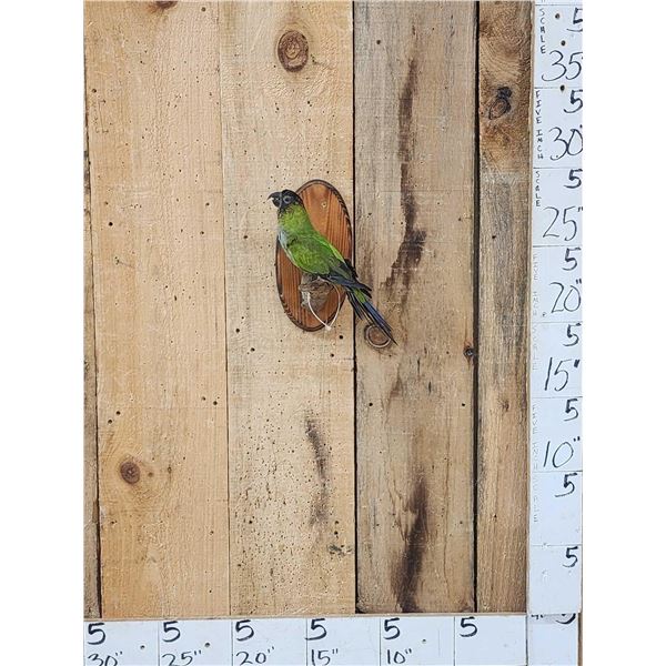 Black Hooded Parakeet Full Body Bird Taxidermy