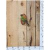 Image 1 : Black Hooded Parakeet Full Body Bird Taxidermy