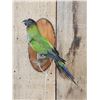 Image 2 : Black Hooded Parakeet Full Body Bird Taxidermy
