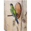 Image 3 : Black Hooded Parakeet Full Body Bird Taxidermy