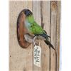 Image 4 : Black Hooded Parakeet Full Body Bird Taxidermy