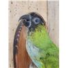 Image 5 : Black Hooded Parakeet Full Body Bird Taxidermy