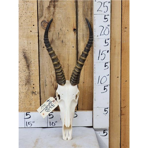 African Blesbok Skull Taxidermy