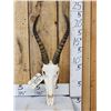 Image 1 : African Blesbok Skull Taxidermy