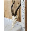 Image 2 : African Blesbok Skull Taxidermy