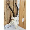 Image 3 : African Blesbok Skull Taxidermy