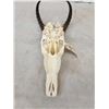 Image 4 : African Blesbok Skull Taxidermy