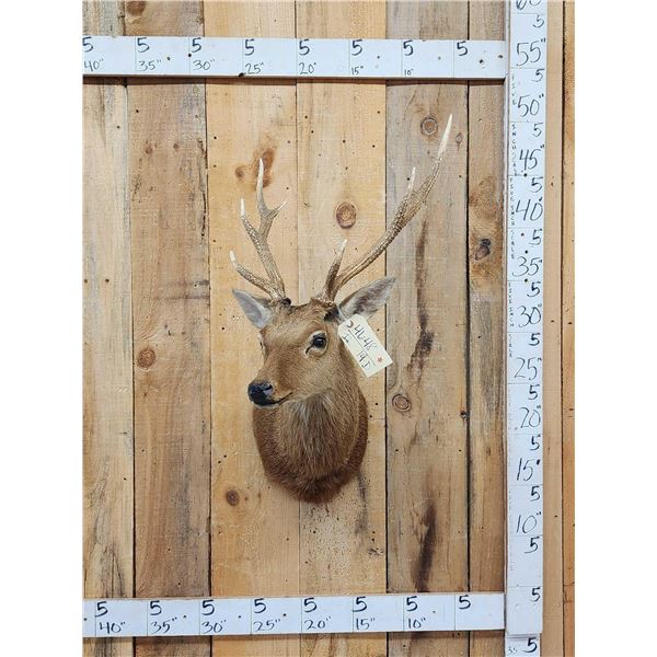 Rusa Deer Shoulder Mount Taxidermy