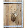Image 1 : Rusa Deer Shoulder Mount Taxidermy
