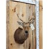 Image 2 : Rusa Deer Shoulder Mount Taxidermy