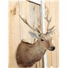 Image 3 : Rusa Deer Shoulder Mount Taxidermy