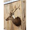 Image 4 : Rusa Deer Shoulder Mount Taxidermy