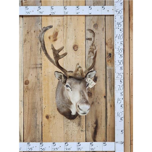 Caribou In Velvet Shoulder Mount Taxidermy
