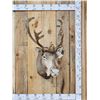 Image 1 : Caribou In Velvet Shoulder Mount Taxidermy