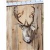 Image 2 : Caribou In Velvet Shoulder Mount Taxidermy