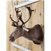 Image 3 : Caribou In Velvet Shoulder Mount Taxidermy