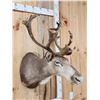 Image 4 : Caribou In Velvet Shoulder Mount Taxidermy