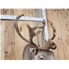 Image 5 : Caribou In Velvet Shoulder Mount Taxidermy