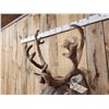 Image 6 : Caribou In Velvet Shoulder Mount Taxidermy