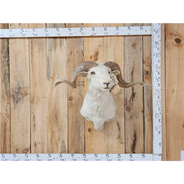 Rambouillet Ram Sheep Shoulder Mount Taxidermy