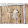 Image 1 : Rambouillet Ram Sheep Shoulder Mount Taxidermy