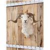 Image 2 : Rambouillet Ram Sheep Shoulder Mount Taxidermy