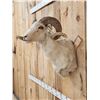 Image 3 : Rambouillet Ram Sheep Shoulder Mount Taxidermy