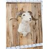 Image 4 : Rambouillet Ram Sheep Shoulder Mount Taxidermy