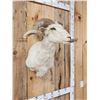 Image 5 : Rambouillet Ram Sheep Shoulder Mount Taxidermy