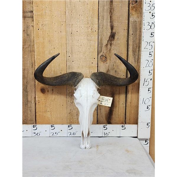 African Blue Wildebeest Skull Taxidermy