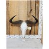 Image 1 : African Blue Wildebeest Skull Taxidermy