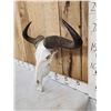 Image 2 : African Blue Wildebeest Skull Taxidermy