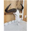 Image 3 : African Blue Wildebeest Skull Taxidermy
